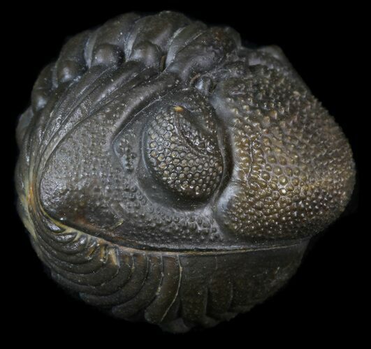 Large Enrolled Morocops (Phacops) Trilobite #39464